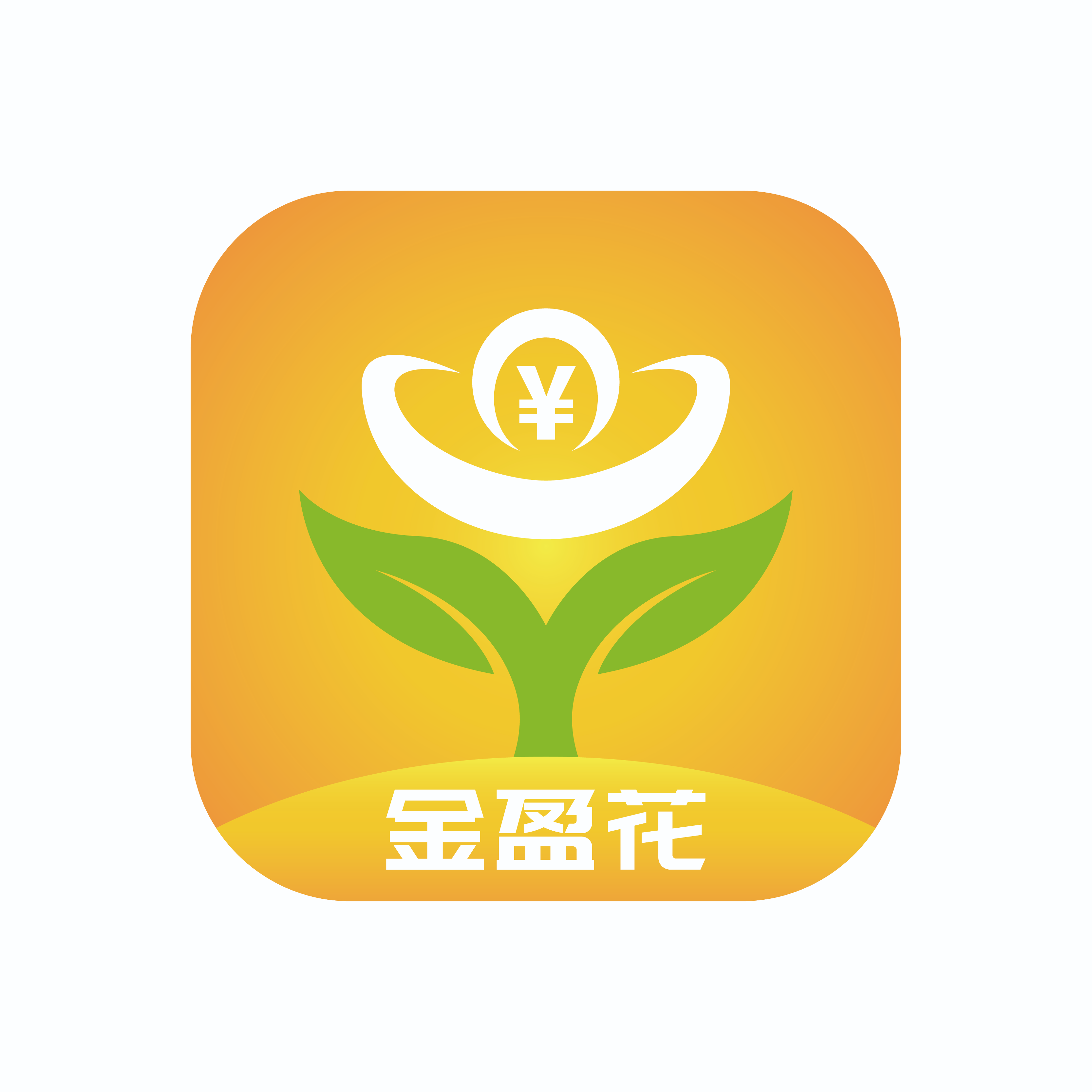 金盈花